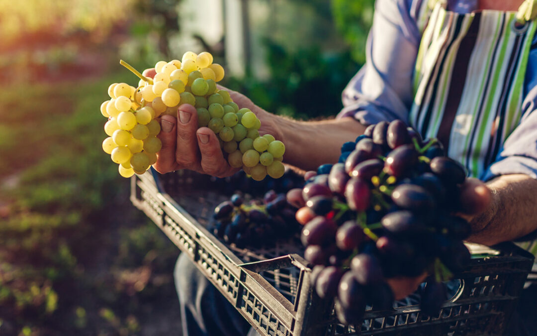 LOKALNI NAVDIH: Smart Agro Grape